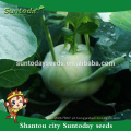 Suntoday comprar sementes de jardim on-line heirloom híbrido vegetal verde F1 catálogo de sementes de couve-rábano orgânico (22001)